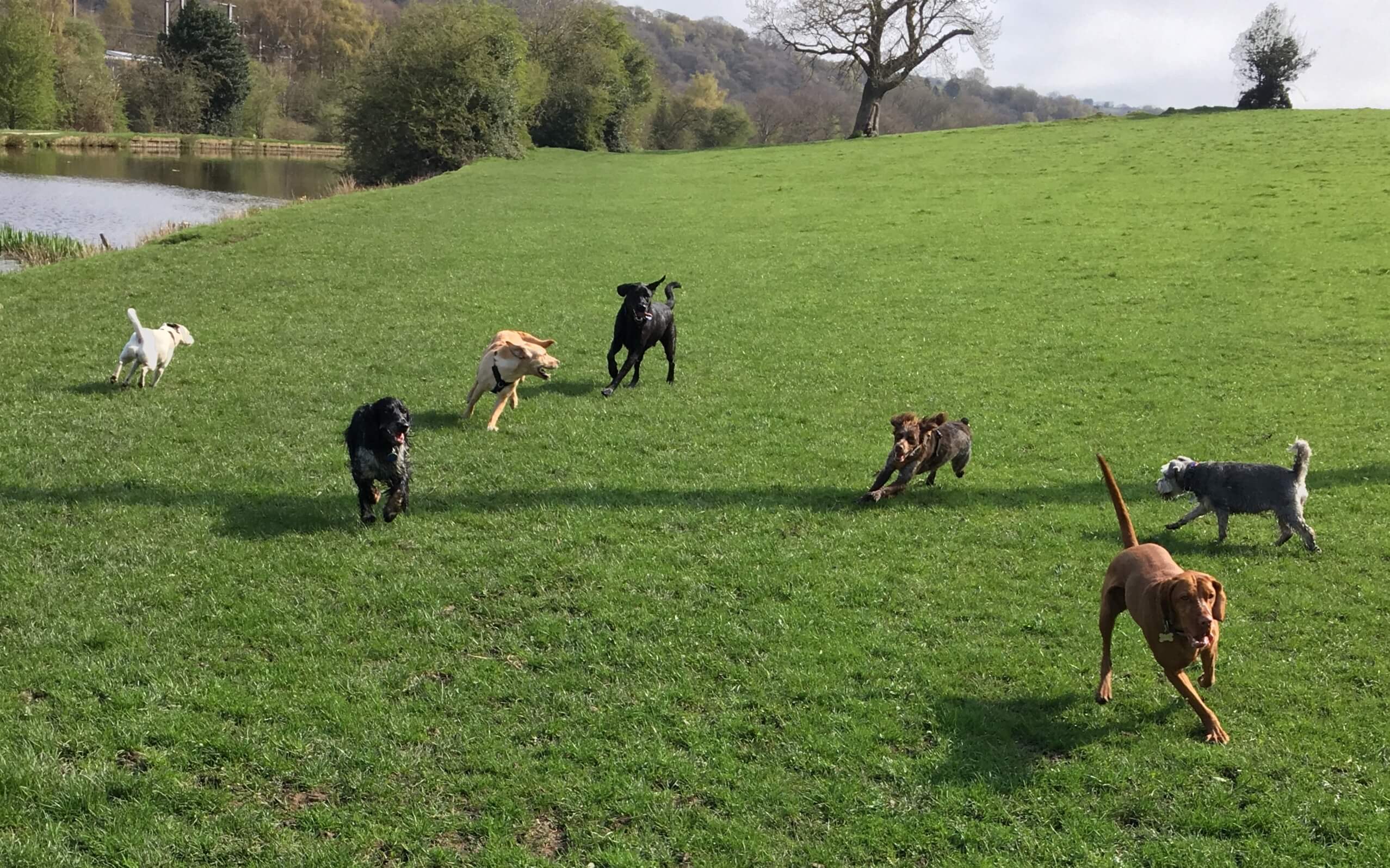 Apperley Dogs & Cats The Best Care For Your Pets